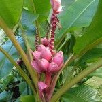 Musa velutina Outro