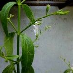 Andrographis paniculata Blad