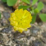 Trifolium campestre Цвят