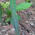 Cereus hexagonusLevél