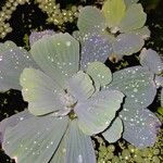 Pistia stratiotes Leaf