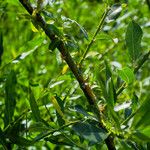 Salix eriocephala Bark