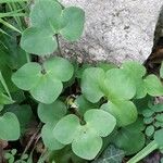 Hepatica nobilis Habit
