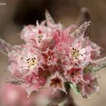 Chorizanthe membranacea Květ