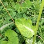 Cirsium oleraceum Blad