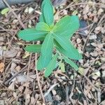 Euphorbia corollata Blad