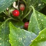 Aucuba japonica Fruit