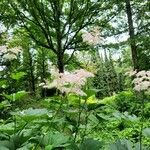 Filipendula rubra Hábitos