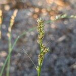 Carex divulsa Fruto