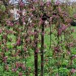 Malus × floribunda आदत