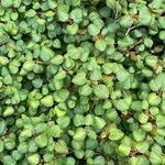 Mitchella repens Leaf