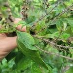 Ocimum carnosum Frunză