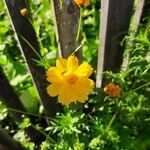 Cosmos sulphureusBlüte