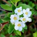 Spiraea × vanhouttei Õis