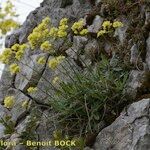 Biscutella divionensis Plante entière