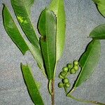 Sapium allenii Other