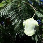 Jacaranda mimosifolia 果