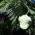 Jacaranda mimosifolia Fruit