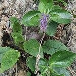 Paederota bonarota Fula