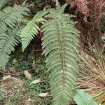 Polystichum ammifolium Frunză