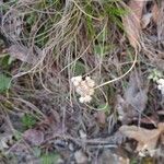 Antennaria plantaginifolia Blüte