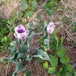 Tulipa gesneriana花