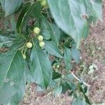 Malus hupehensis Fruit