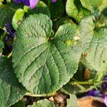 Viola odorata Blatt