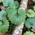 Glechoma hederacea Levél