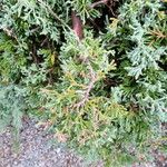 Juniperus procumbens Feuille