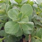 Coleus caninus Leaf