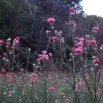 Cirsium muticum Habit