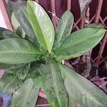 Dieffenbachia parlatorei Leht