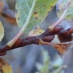 Salix pyrenaica Yeri