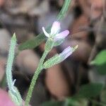 Strigosella africana Flower