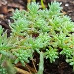 Sedum hispanicumЛіст