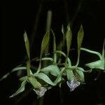 Dendrobium bicaudatum Kwiat