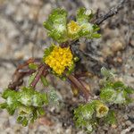 Eriophyllum pringlei Flower