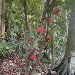 Carpotroche platyptera Fruit