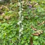 Spiranthes spiralisᱵᱟᱦᱟ