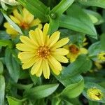 Zinnia angustifoliaЦветок