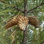 Pinus attenuata Плод