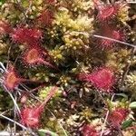 Drosera rotundifoliaЛист