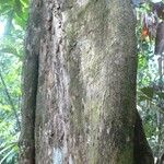 Kutchubaea insignis Bark