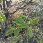 Prunus padus Lapas