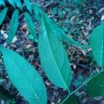 Leonia glycycarpa Hoja