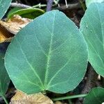 Cissus rotundifolia Лист