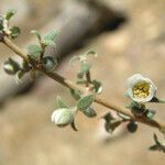 Philadelphus microphyllus Flower