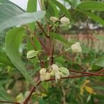 Manihot esculenta Flower