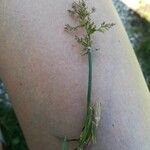 Polypogon viridis Λουλούδι